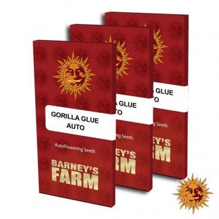 Gorilla Glue Auto de Barney’s Farm féminisée - Grow Barato