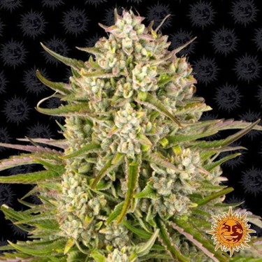 Wedding Cake Auto Plante de cannabis