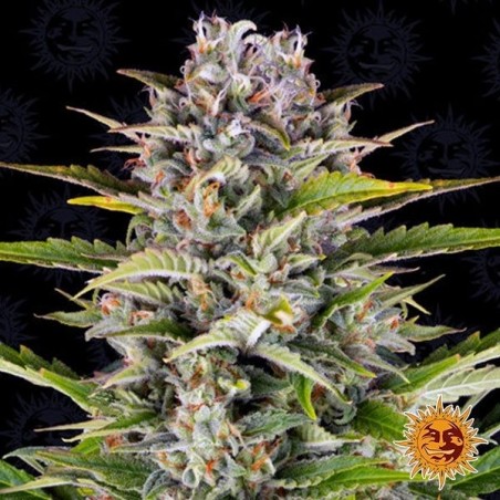 Gorilla Zkittlez Auto Plante de cannabis