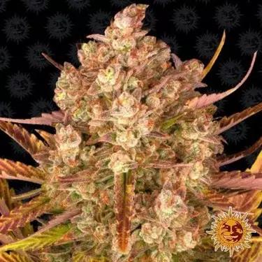 Plante de cannabis Dos Si Dos Auto