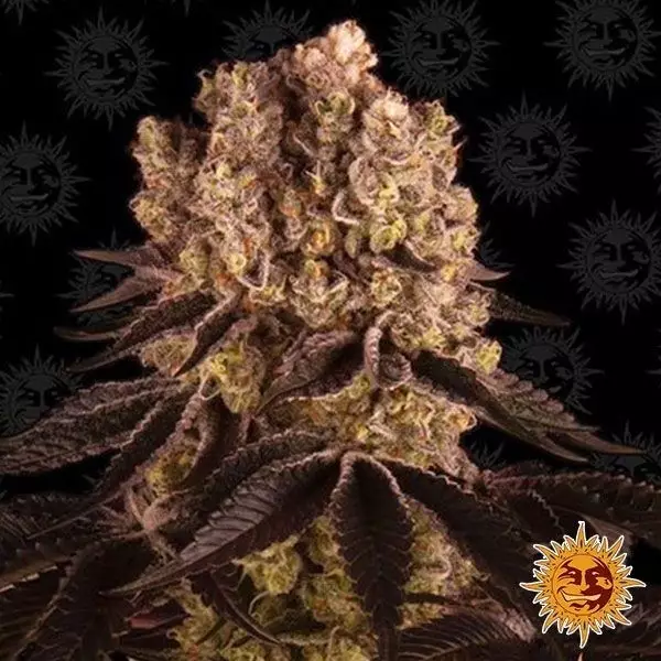Voir Plante de cannabis Purple Punch Auto