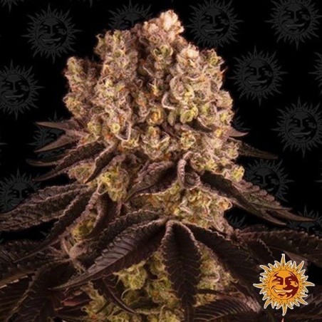 Plante de cannabis Purple Punch Auto