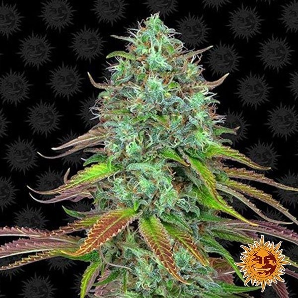 Voir LSD Auto Plante de cannabis