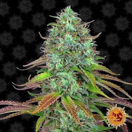 LSD Auto Plante de cannabis