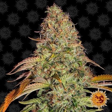 Plante de cannabis Zkittlez OG Auto