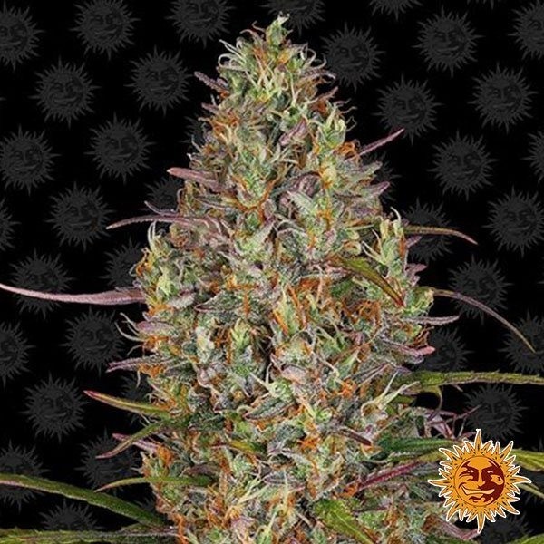 Voir Plante de cannabis Glue Gelato Auto