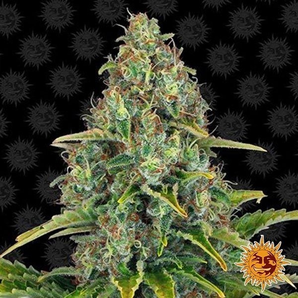 Voir Blueberry Cheese Auto Plante de cannabis