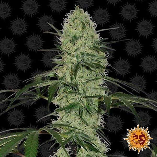 Voir Tangerine Dream Auto
