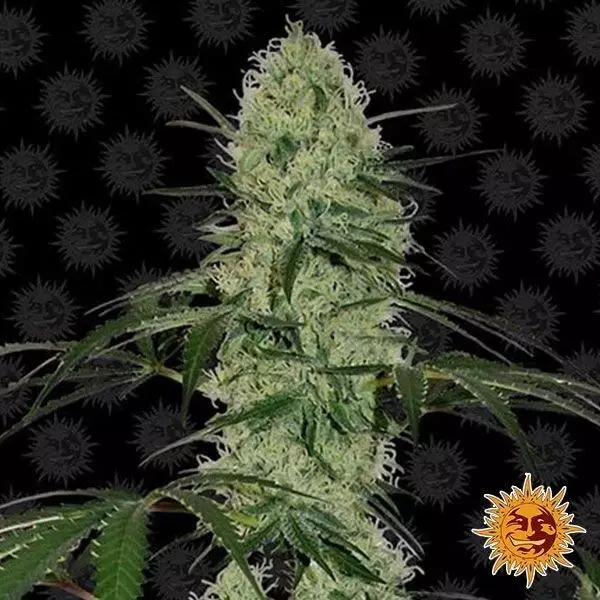 Voir Tangerine Dream Auto