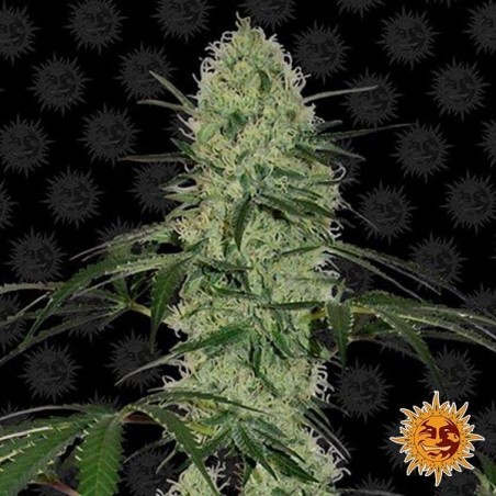 Tangerine Dream Auto
