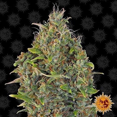 Critical Kush Auto