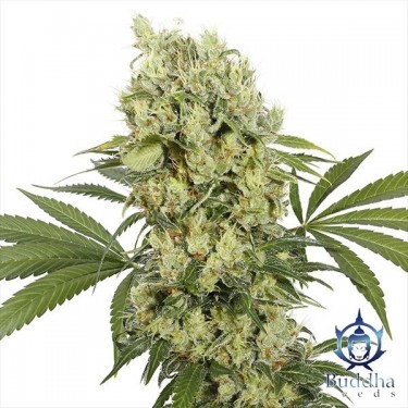 Plante de cannabis Medikit