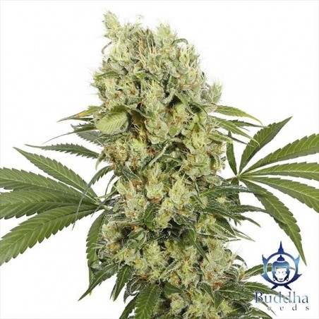 Plante de cannabis Medikit