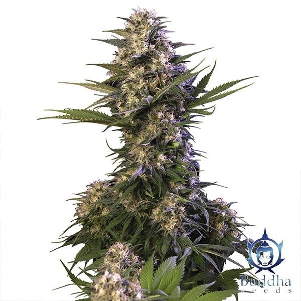 Voir Plante de marijuana Kraken