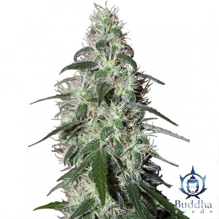 Pulsar Plante de cannabis