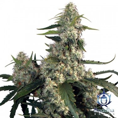 Quasar Plante de cannabis