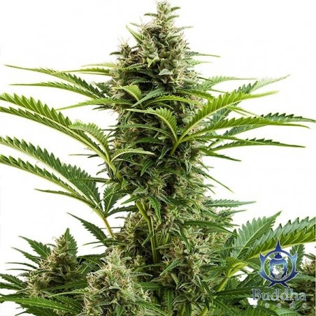 Plante de marijuana Vesta