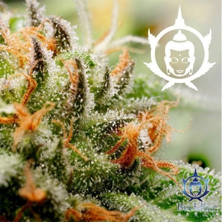 Plante de marijuana Assorted Auto