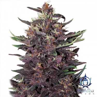 Plante de cannabis Purple Kush