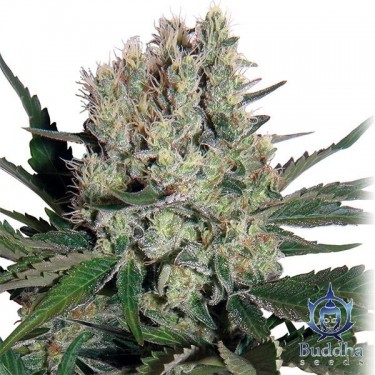 Syrup Plante de cannabis