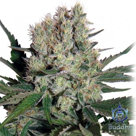 Syrup Plante de cannabis