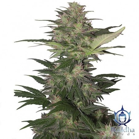 Plante de cannabis Red Dwarf