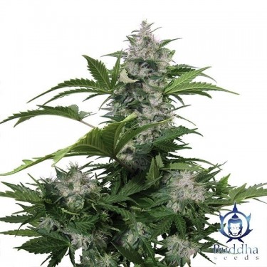 Plante de cannabis White Dwarf