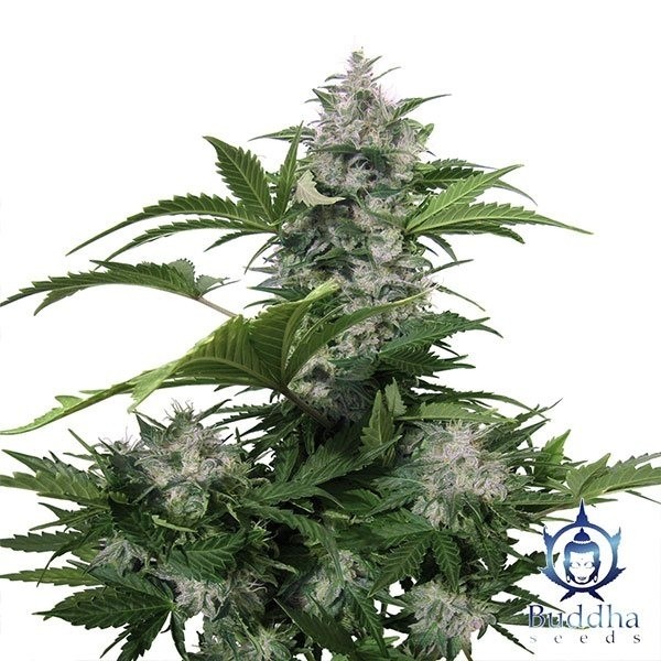 Plante de cannabis White Dwarf