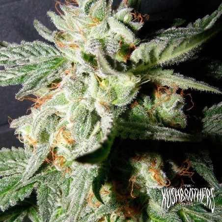 Plante de cannabis Confidencial Medicine
