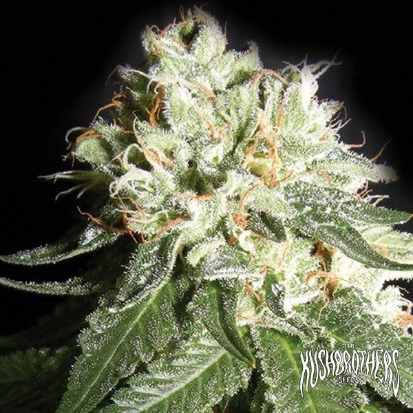 Voir OG Cheese Plante de marijuana