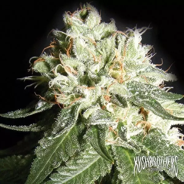 Voir OG Cheese Plante de marijuana