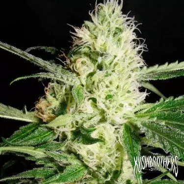 Yellowstone Plante de marijuana