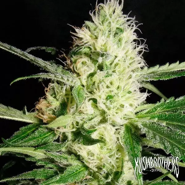 Yellowstone Yellowstone Plante de marijuana