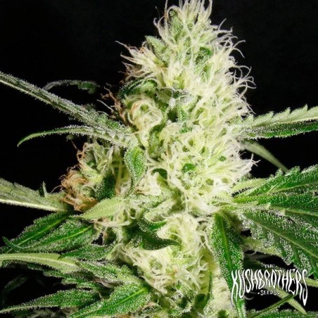 Yellowstone Plante de marijuana