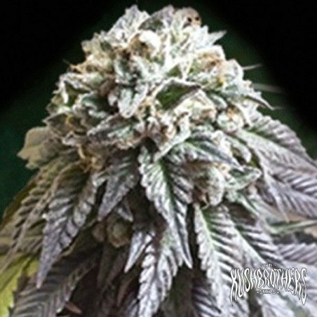 The Dark Side Plante de marijuana