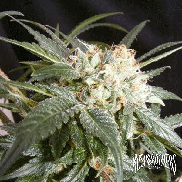 Voir Malibu Plante de marijuana