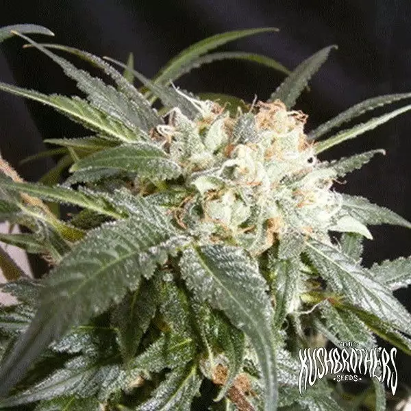 Voir Malibu Plante de marijuana