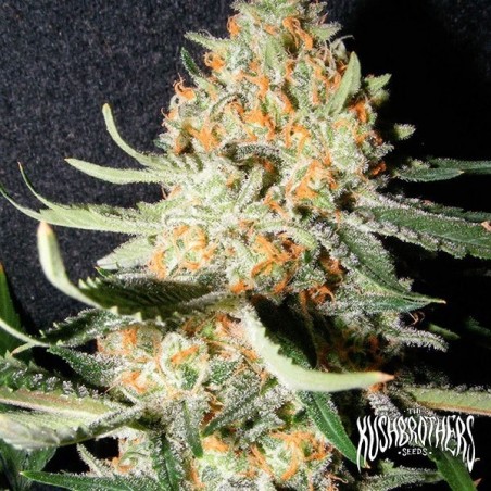 Exotic Kush Plante de marijuana
