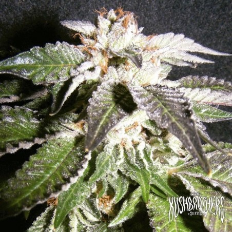 Plante de cannabis Confidencial OG