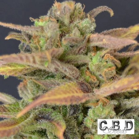 Auto Critical CBD