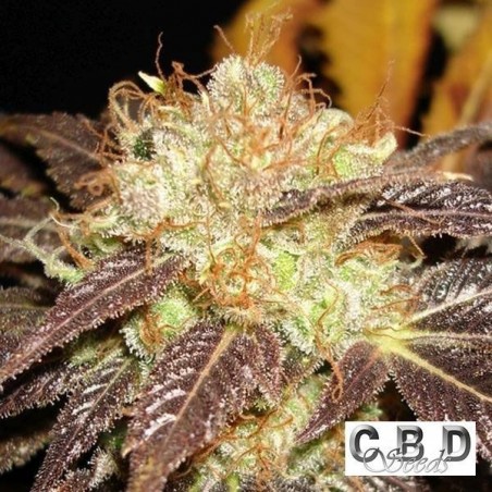 Auto Diesel Plante de marijuana