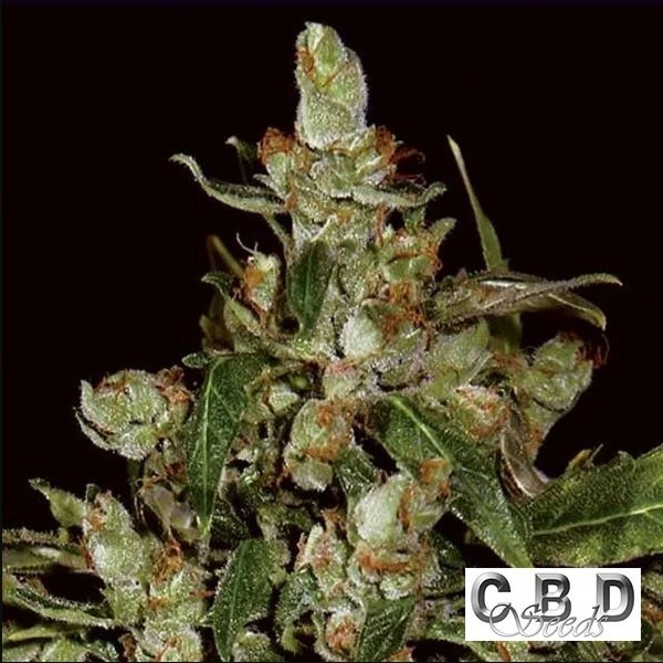 Voir Plante de cannabis Auto Widow