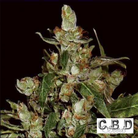 Plante de cannabis Auto Widow