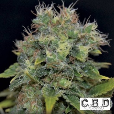 Plante de cannabis Auto Yumbolt