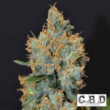 Lavender Plante de marijuana