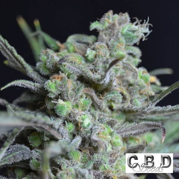 Early Pearl Régulière