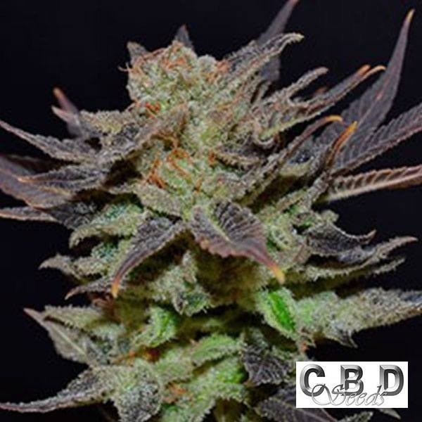 Voir Plantes de cannabis Auto Lavender CBD