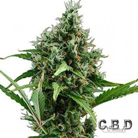 Auto Amnesia
