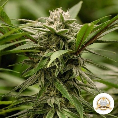 Plante de marijuana Ewok