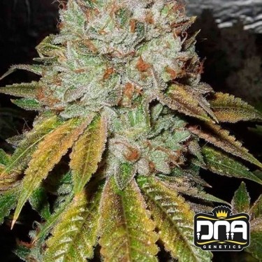 OG Kush Plante de marijuana